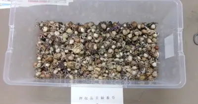 オカヤドカリ4163匹をコンビニに移動、中国在住の男3人逮捕
