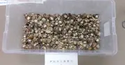 オカヤドカリ4163匹をコンビニに移動、中国在住の男3人逮捕