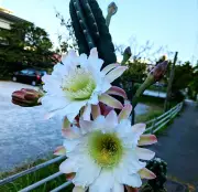 名護市大中で柱サボテン開花 直径20センチの白い大輪