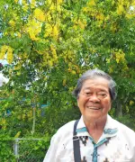 うるまのヌーリ川沿いでゴールデンシャワーが黄金の花を咲かせる
