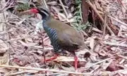 ヤンバルクイナ、名護で2年連続確認　県「個体数増加か」マングース防除策奏功