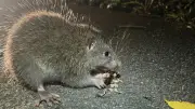 国指定天然記念物ケナガネズミがカニを食べる様子を沖縄県国頭村で管理員が初めて動画撮影「見たのは初めて」