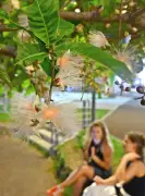 【沖縄days】蒸し暑い夏の夜、那覇市安里でサワフジ（サガリバナ）が開花、甘い香りが夕涼みを包む風景！