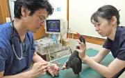 ヤンバルクイナを守り続けて20年 長嶺隆獣医師が治療した146羽の軌跡