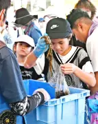 第17回今帰仁まつり開催 恒例モズクつかみ取りに列 闘牛やライブも