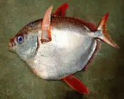 美ら海水族館、世界初のアカマンボウ人工ふ化成功 繁殖生態の解明へ