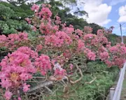 名護市大川でサルスベリ開花 ピンクや紅色鮮やか、初秋まで楽しめる