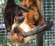 ダイトウオオコウモリ飼育下繁殖2例目、出産瞬間の撮影も世界初成功