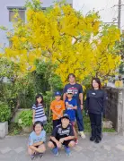 名護市東江の目抜き通り沿いでゴールデンシャワーが見頃 約40年前に植えた住民の庭先を学童の児童らが観察