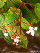 名護・轟の滝公園でハシカンボクがピンクの花を開花