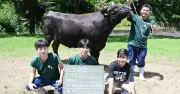 北部農林高「北農アオハル和牛」BMS12で最高評価 名護市の精肉店で販売開始