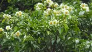 名護市大川でイジュが７分咲き、梅雨の時期を思わせる開花