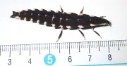 那覇・末吉公園で外来ホタル初確認　ヤエヤママドボタル幼虫、在来種への影響懸念