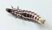 外来ホタルの幼虫、那覇・末吉公園で初確認 県指定外来種のヤエヤママドボタル