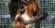 沖縄こどもの国、天然記念物ダイトウオオコウモリの出産映像を世界初記録