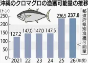 太平洋クロマグロ漁獲枠拡大で沖縄県の割り当ても増加へ 期待と不安の声
