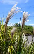 石垣市でススキの穂が一足早く開花 秋の七草