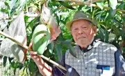 「幻のマンゴー」金煌、宜野湾の自宅庭で初収穫 大小25個