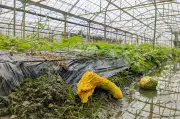 相次ぐ台風で県内農作物に被害、収穫・出荷量減や植え付け遅れで農家悲鳴