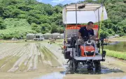 名護市羽地で二期作第2期の田植え始まる、農家4軒が作業