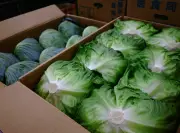 信州産野菜、収穫翌日に沖縄へ 航空輸送の実証実験始まる