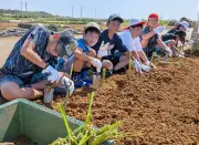 糸満・高嶺小5年生がニンジン畑にベチバー770本植栽、赤土流出防止学ぶ
