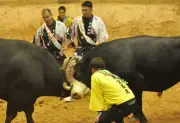 闘牛「突撃嵐麗叶号」が激闘制す 夏休みナイターで2連勝