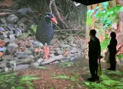 やんばる世界遺産センターがリニューアルオープン、森の価値を発信