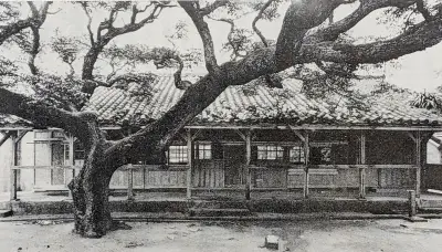 樹齢124年センダン、弾痕残す校庭の守り神 沖縄戦生き延び平和の象徴に