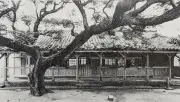 樹齢124年センダン、弾痕残す校庭の守り神 沖縄戦生き延び平和の象徴に