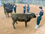 第22回うるま市畜産共進会、肉用牛32頭と山羊58頭が出品