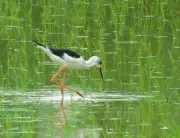 名護の田んぼにセイタカシギ5羽飛来 田植え後の苗周辺で餌探し