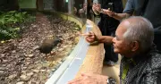 ヤンバルクイナの日、クイナの森で新展示個体の３歳雌が人慣れ奮闘中