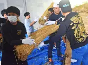 大山区が金武町で稲わら購入、10月の綱引きに使用へ