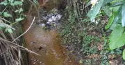 沖縄市・川崎川上流湿地帯の土壌からPFAS16万ナノグラム検出　県が調査