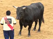 琉球荒迅、結びの一番に抜てき 20日うるま闘牛カーニバルで出世戦