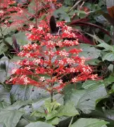 シマヒギリ満開、朱色の花が道沿いに 今帰仁村玉城